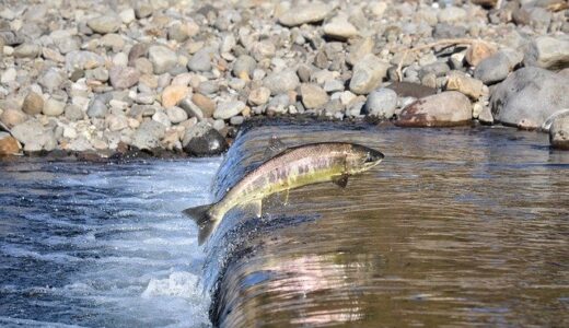 鱖魚群がる(さけむらがる)