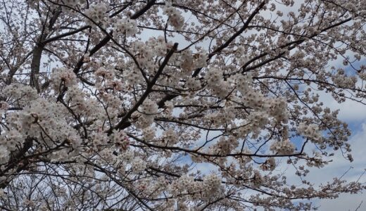 桜満開