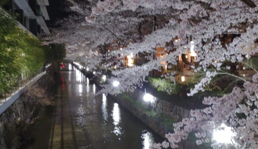 京の桜　最終日