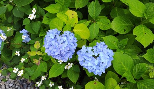 今日は雨が多い日